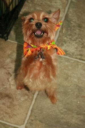 Read more: Zoey the Yorkie-Poo