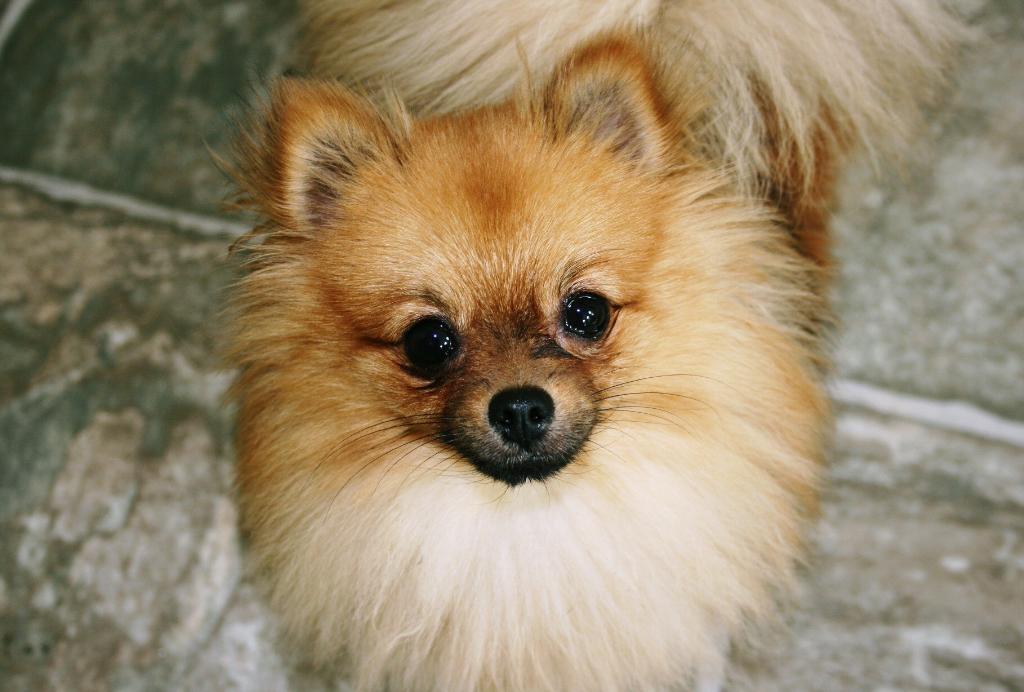 Read more: Millie the Pomeranian