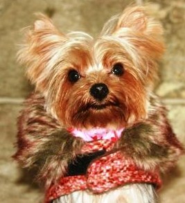 Read more: Adorable ZsaZsa the Yorkie
