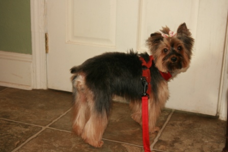 View more about Spicey the Yorkie 2