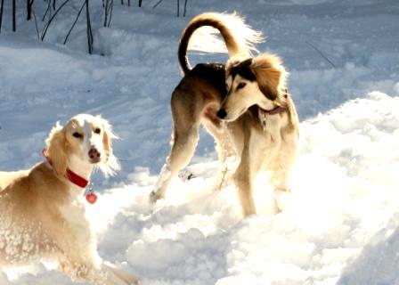 Samarah and Raja in the snow