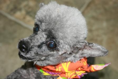 Poco the Tiny Poodle