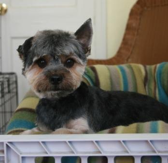 Read more: Mason the Yorkie