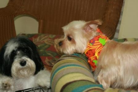 Koko the Yorkie Poo and Buffy the Havanese