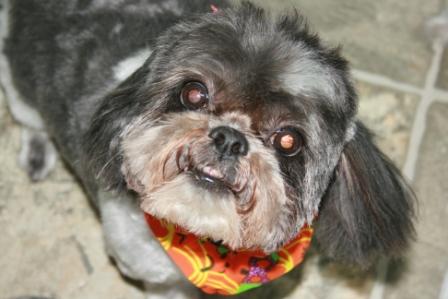 Read more: Morty the Shih Tzu