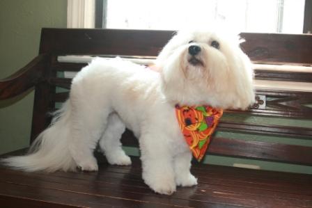 Simone the Coton de Tulear