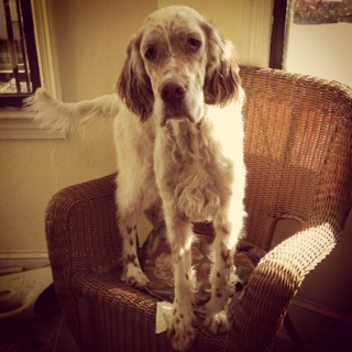 Read more: Cotton the English Setter