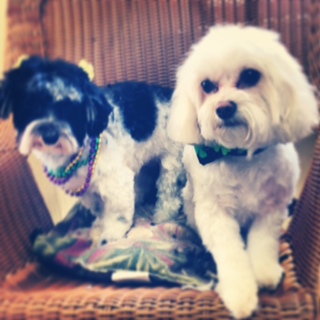 Read more: Coco Chanel and Molly the Cavichon