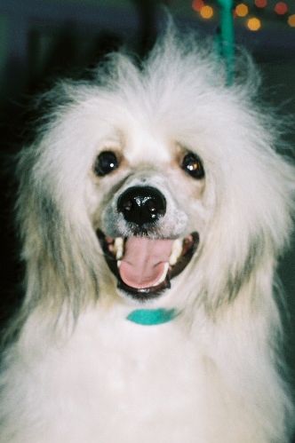 Puffdaddy 
