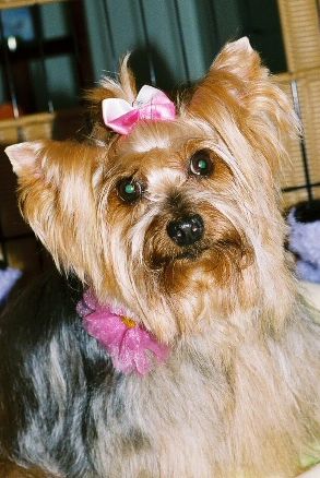 Xuxa the Divine Yorkie