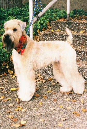 We love Wheatens!