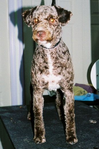 Read more: Spanish Water Dog: Clipped