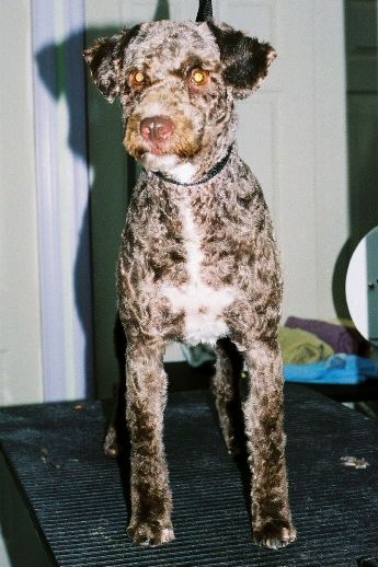 Read more: Spanish Water Dog: Clipped