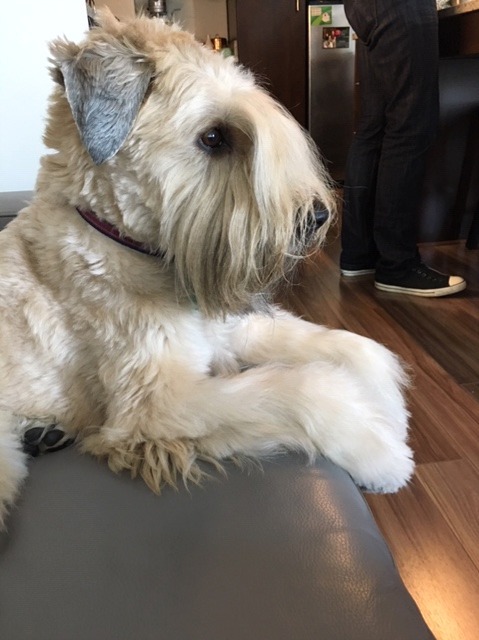 Molly the Wheaten Terrier