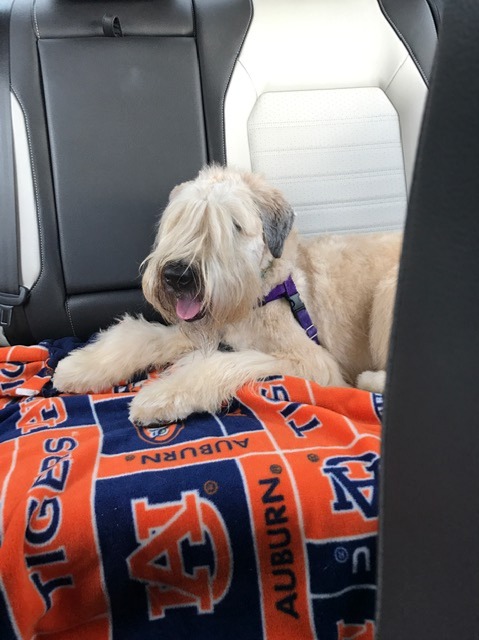 Molly the Wheaten Terrier