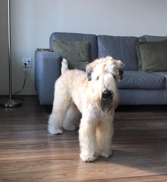 Molly the Wheaten Terrier