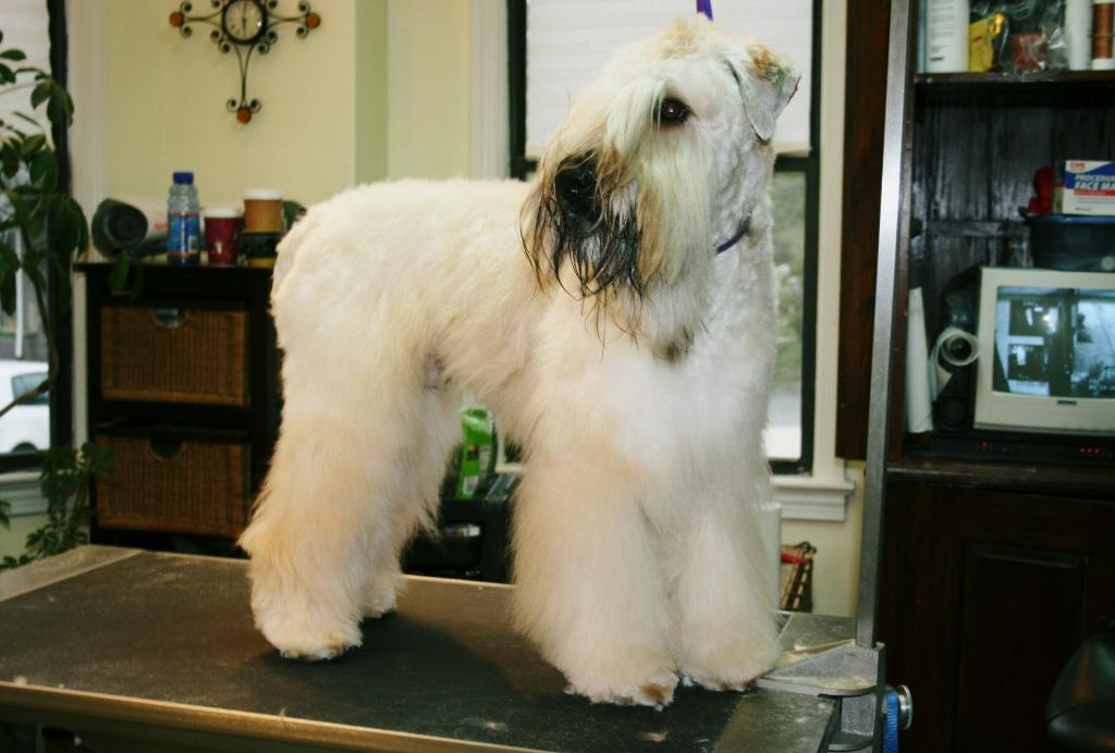 Read more: Reilly  the Soft Coated Wheaten terrier