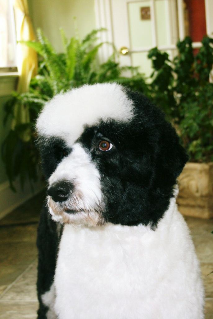 Read more: Bodhi the Portugese Water Dog