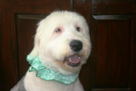 Moxie the Old English Sheepdog