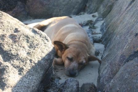 Read more: Sea Dog: Bahia