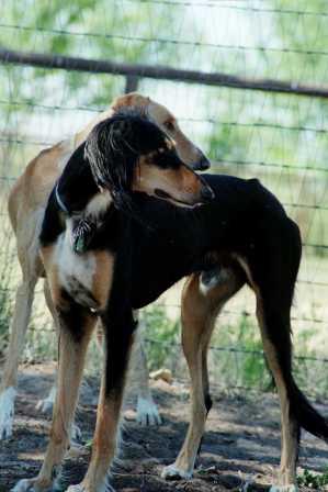 Saluki history and information