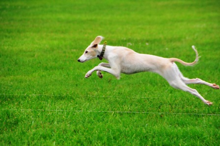 Samarah  lure coursing