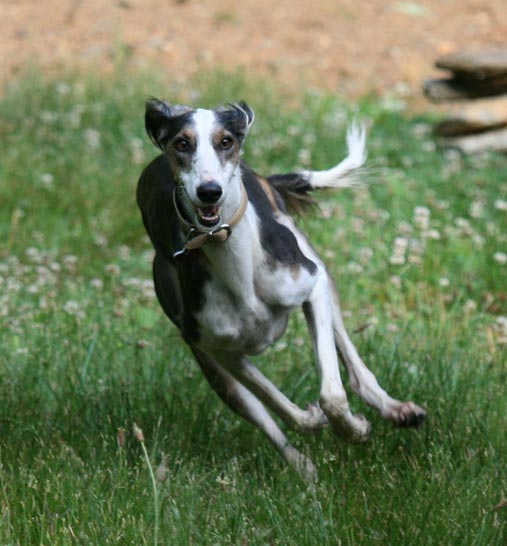 Read more: Saluki Information