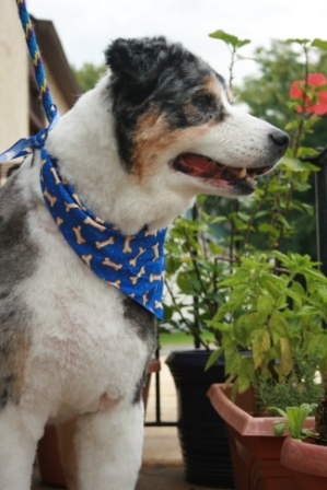 Read more: Jester the Australian Shepherd